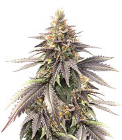 Pure Gelato - Herbies