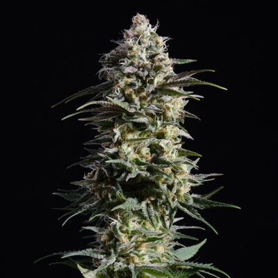 Pure Skunk Go Fast - Kannabia