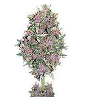 Purple #1 - Herbies