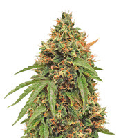 Purple Haze Auto - Herbies