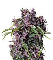 Purple - Herbies