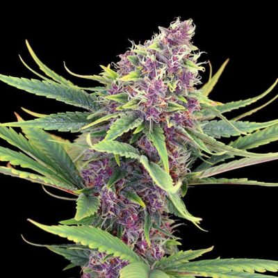 Purple Kush - Kannabia