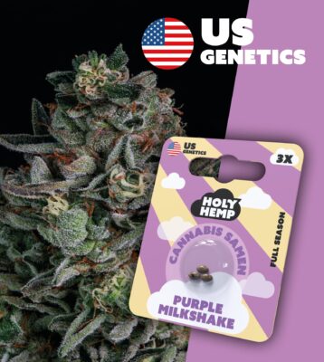 Purple Milkshake Cali Seeds - Holy Hemp