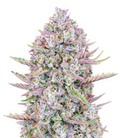 Purple Punch Auto - Herbies
