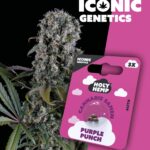 Purple Punch Iconic Seeds