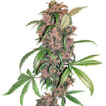 Red Mandarine F1 Fast Version