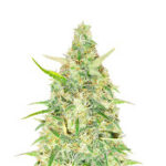 Red Strawberry Banana Auto