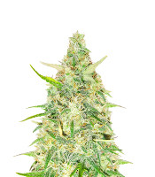 Red Strawberry Banana Auto - Herbies