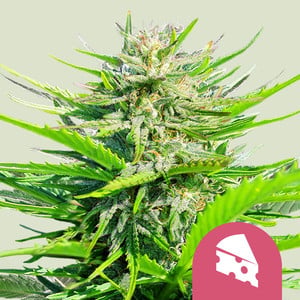Royal Cheese Fast Flowering - Royal Queen Seeds