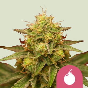 Royal Domina - Royal Queen Seeds