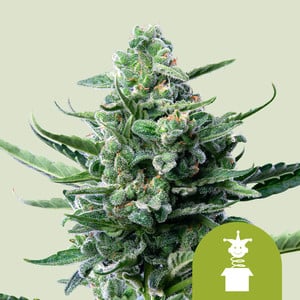 Royal Jack Auto - Royal Queen Seeds