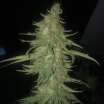 Runtz x Wedding Cake Samen Feminisiert