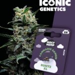 Runtz XL Iconic Seeds