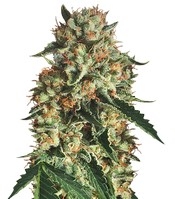 Sapphire OG - Herbies