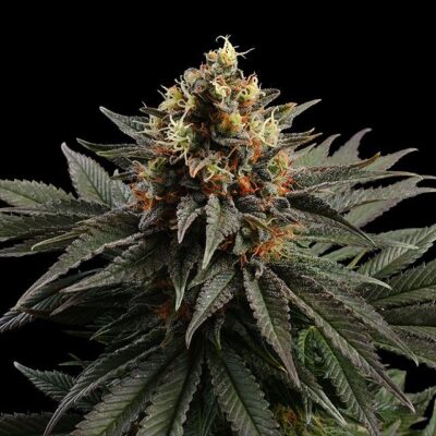 Sativa Dream - Kannabia