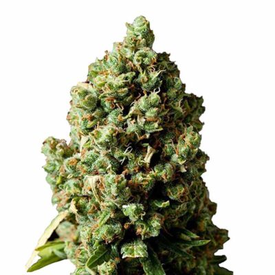 Skunk 040 Cannabis Samen Indica und Autoflowering - CBD040