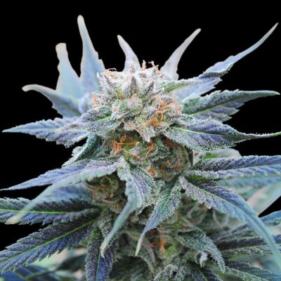 Skunk - Kannabia