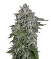 Skywalka Cookies - Herbies