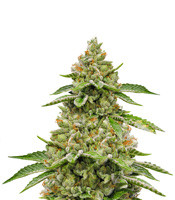 Skywalka Ghost Kush - Herbies
