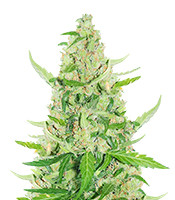 Sour Diesel Auto - Herbies