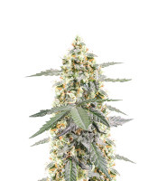 Sour Diesel Autoflower - Herbies