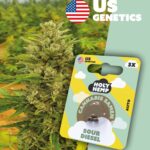 Sour Diesel Cali Seeds