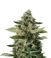 Sour Diesel - Herbies