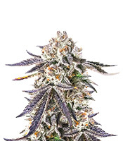 Sour MAC F1 - Herbies