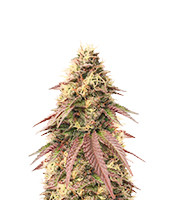 Sour Strawberry - Herbies