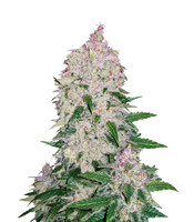 Stardawg Auto - Herbies