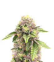 Sticky Sherbert GG - Herbies