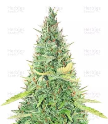 Critical XXL Auto Herbies
