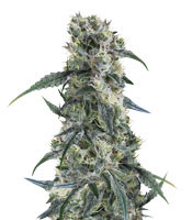 Strawberry Banana - Herbies