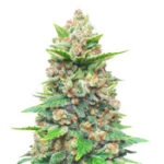 Strawberry Gorilla Auto