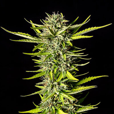 Strawberry Haze Auto - Kannabia