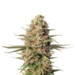 Strawberry Kush 040 Cannabis Samen Feminisiert