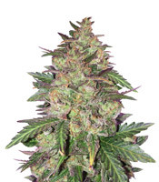 Sunset Sherbet - Herbies