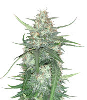 Super Auto Lemon Haze - Herbies