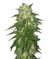 Super Hash - Herbies