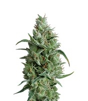 Super OG Kush – Herbies
