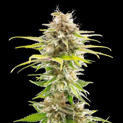 Super OG Kush - Kannabia