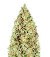 Super Silver Haze - Herbies