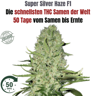 Super Silver Haze Hybrid F1 – CBD040