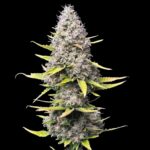 Super Silver Haze Samen Feminisiert