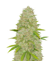 Super Skunk - Herbies