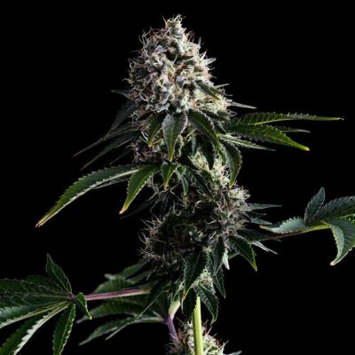 Swiss Dream Cbd - Kannabia