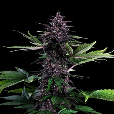 Swiss Dream Rosé Auto Cbd - Kannabia