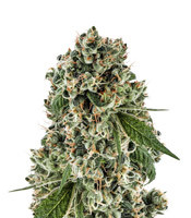 Tahoe Cure - Herbies