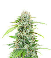 The White Fire OG - Herbies