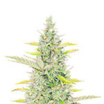 Trainwreck Fast Version